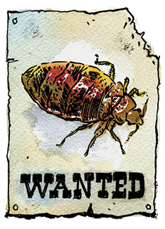 bed bugs illustration