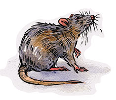 Rat illustration