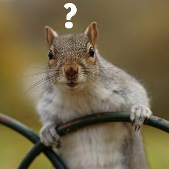 Question Squirrel