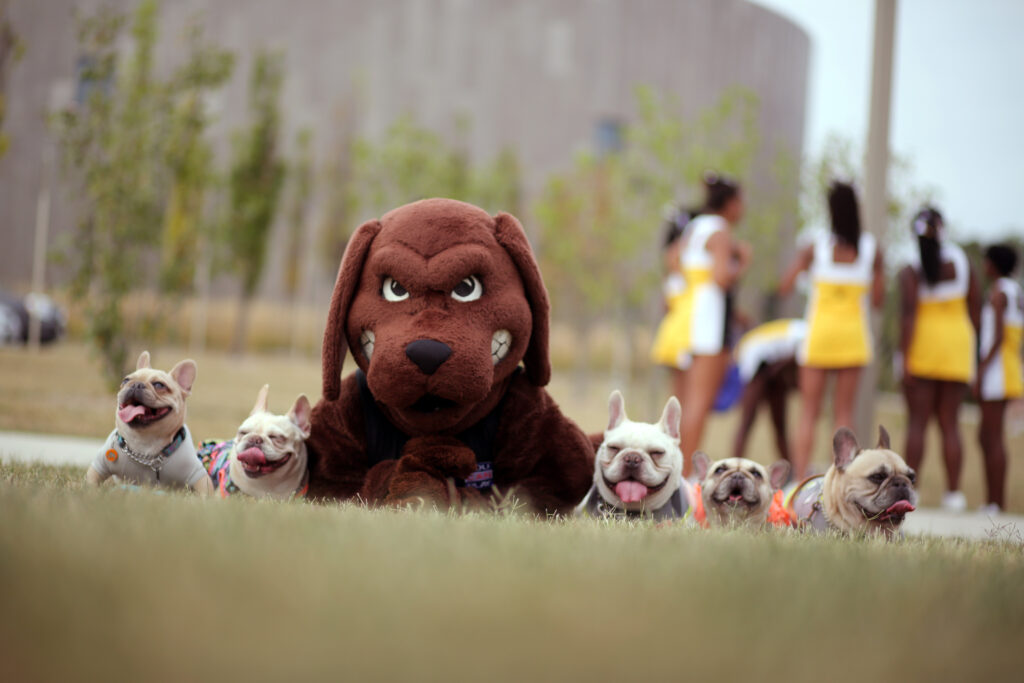 True Grit with pugs at UMBC's Puppy Parade.