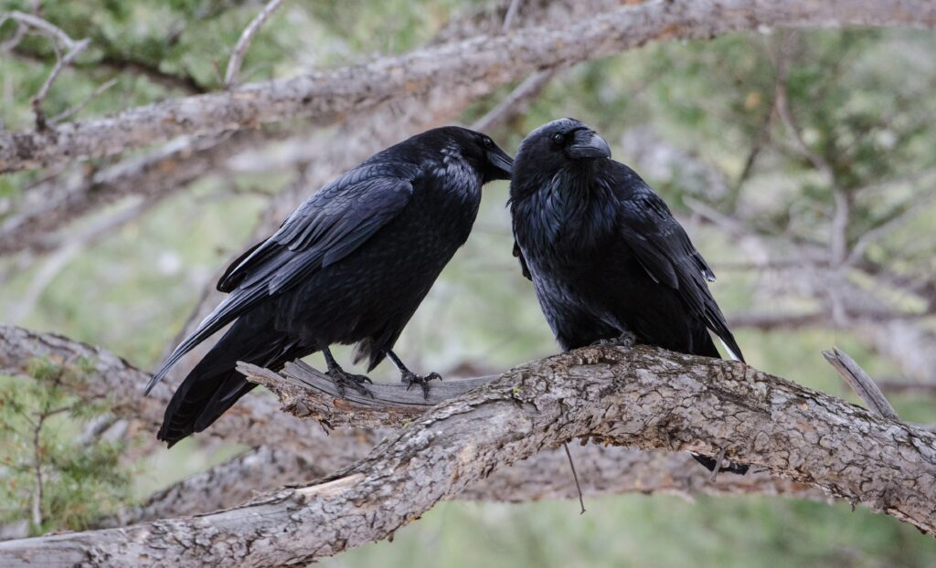 Two common ravens sit on a branch, preening, with green leaves in the background