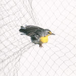 Todd Forsgren, Adelaide’s Warbler (Setophaga adelaidae), 2009, from the series Ornithological, Accession no. 2016-07-001