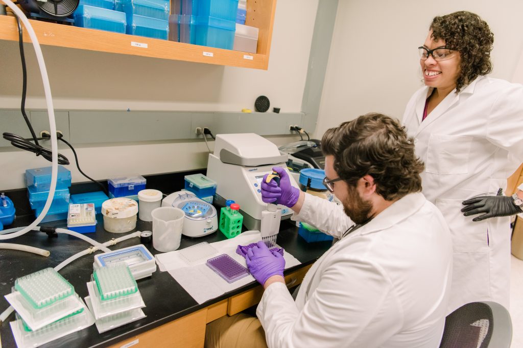 Ph.D. student Tyler Brown and his (and Stellwagen's) advisor Mercedes Burns, assistant professor of biological sciences, conduct genetic testing on harvestmen DNA. Harvestmen (often called "daddy-long-legs") are close relatives of spiders.