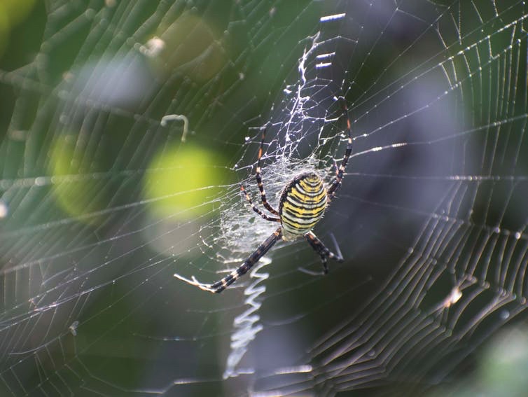 Spider Glue’s Sticky Secret Revealed By New Genetic Research