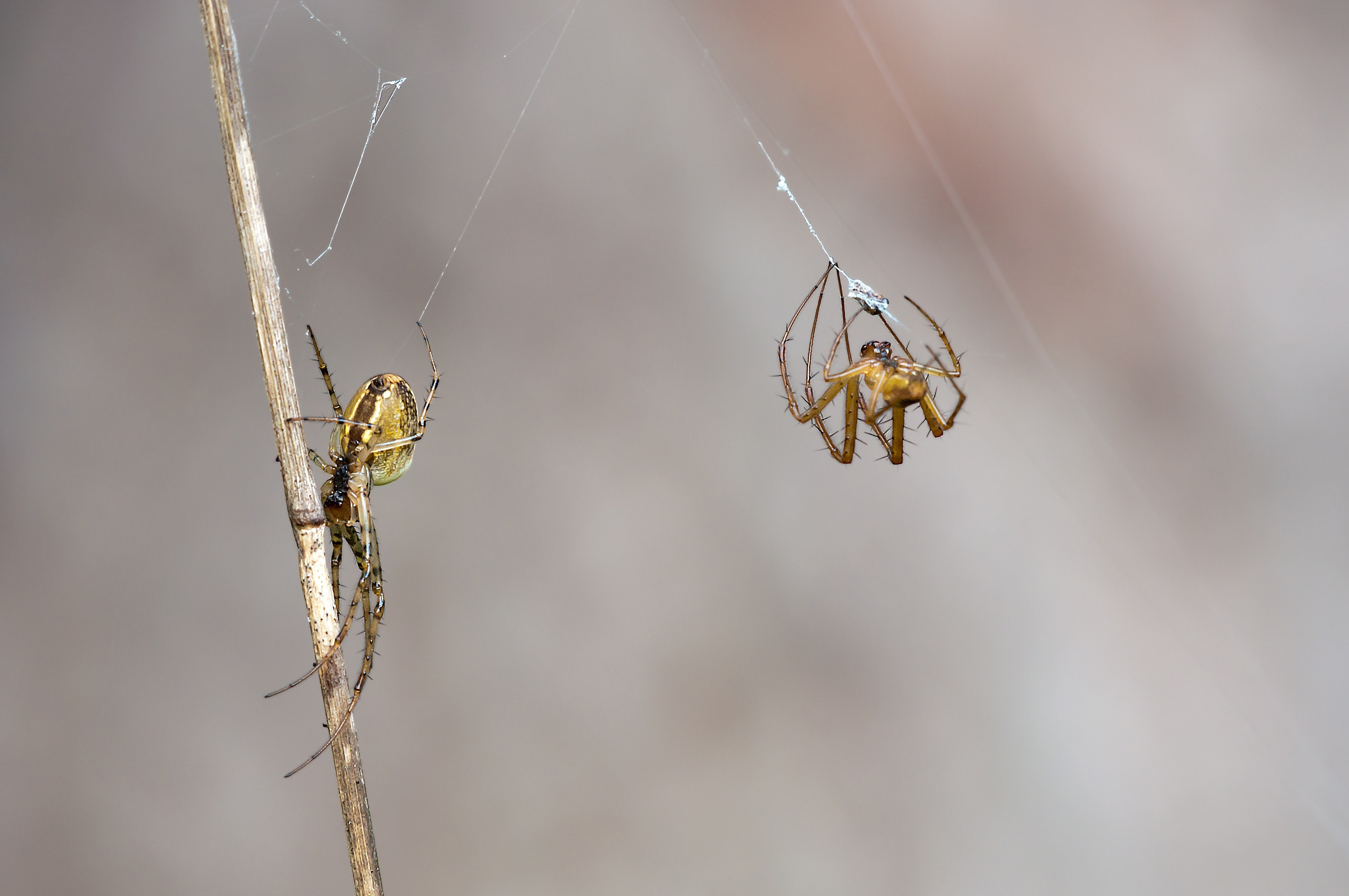 https://www.pexels.com/photo/female-males-autumn-spiders-metellina-segmentata-60694/