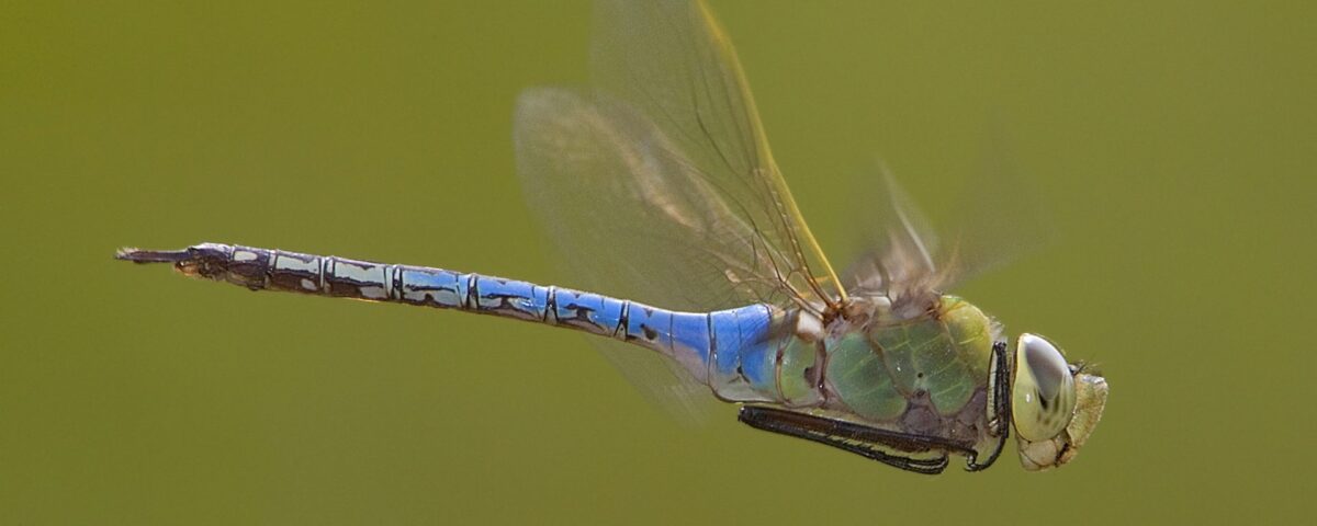 Video Extra: Lifespan of a Dragonfly