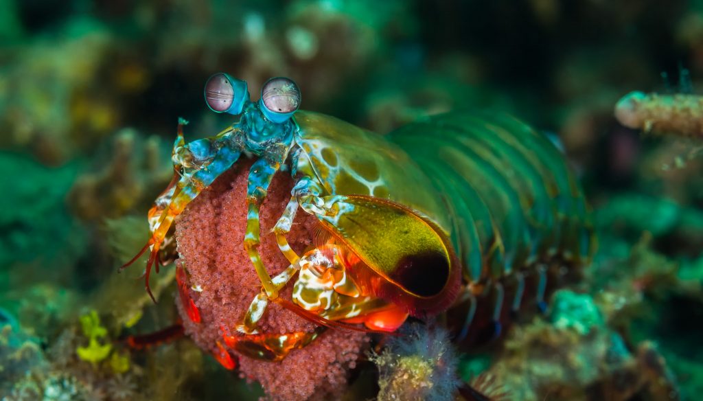 A female peacock mantis shrimp, one of the most colorful species, carrying her eggs. Photo by Christian Gloor, used under CC-BY-2.0.