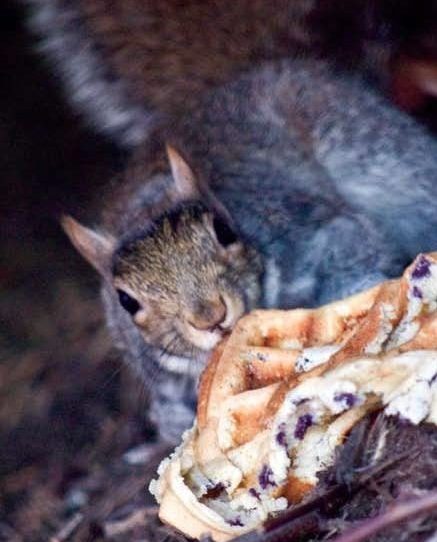 squirrel with eggo waffle