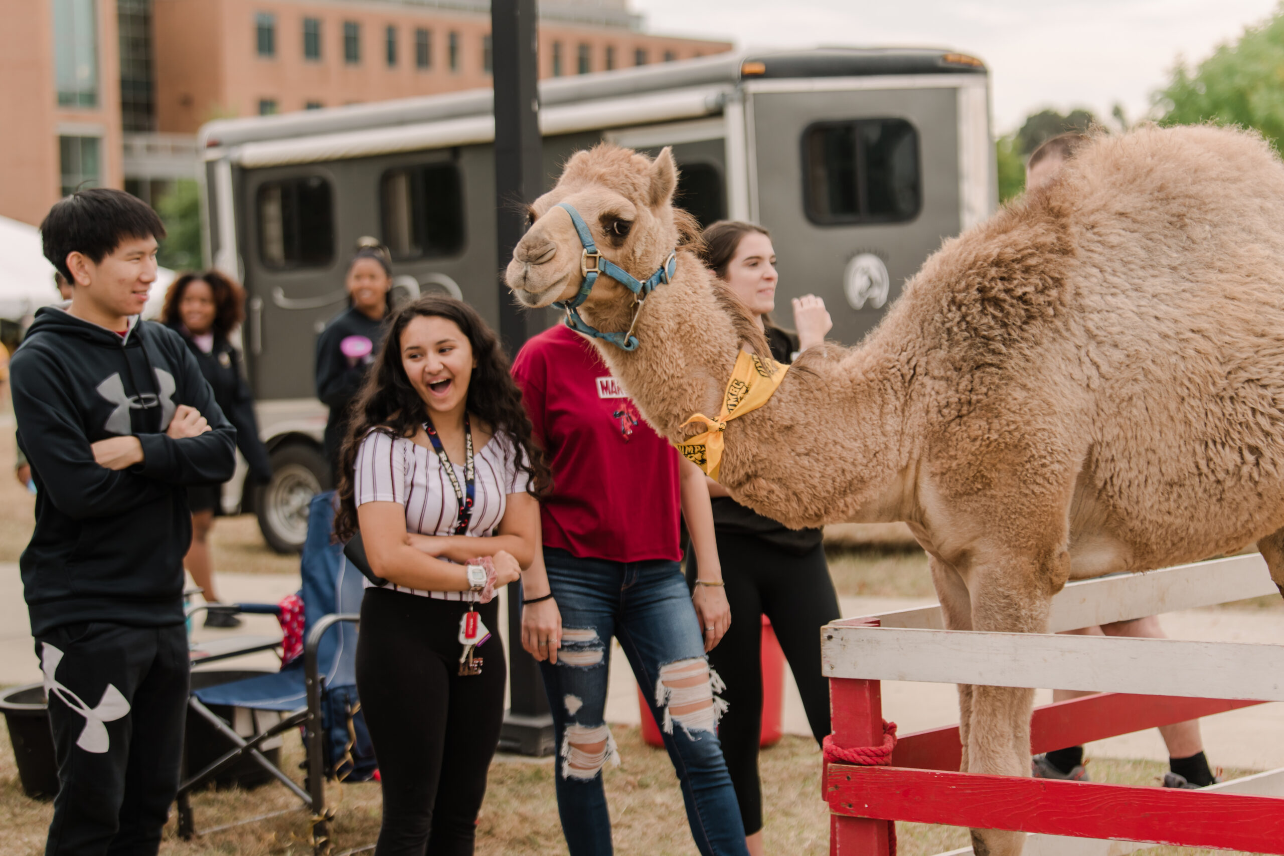 camel at the alumni tent carnival