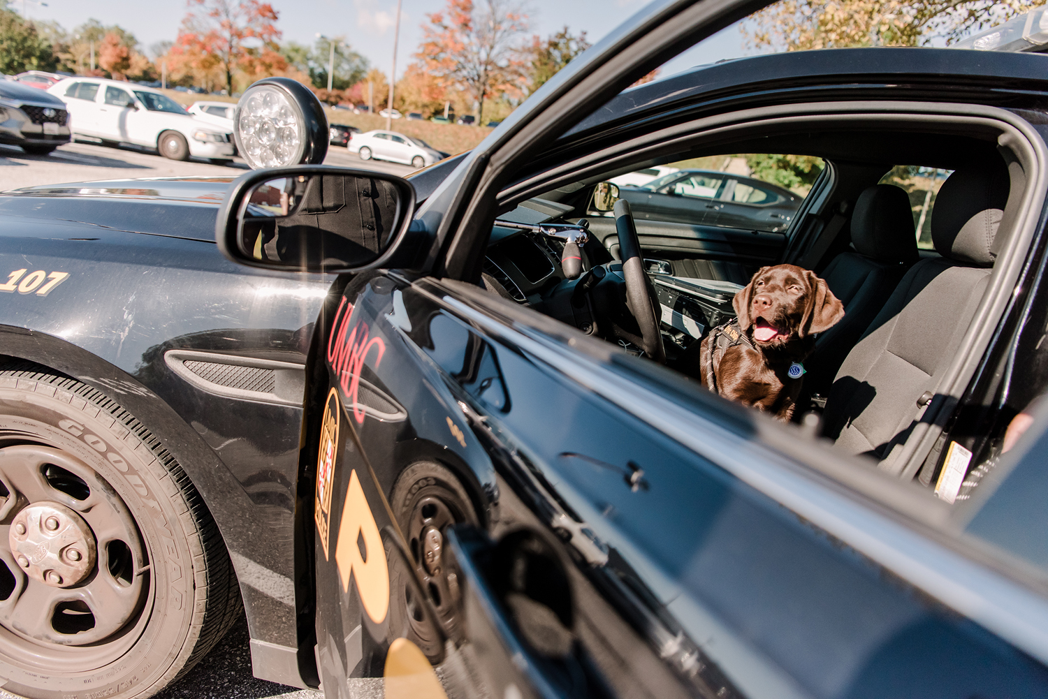 UMBC Police comfort dog Chip sits in the driver's seat of a UMCBC Police car