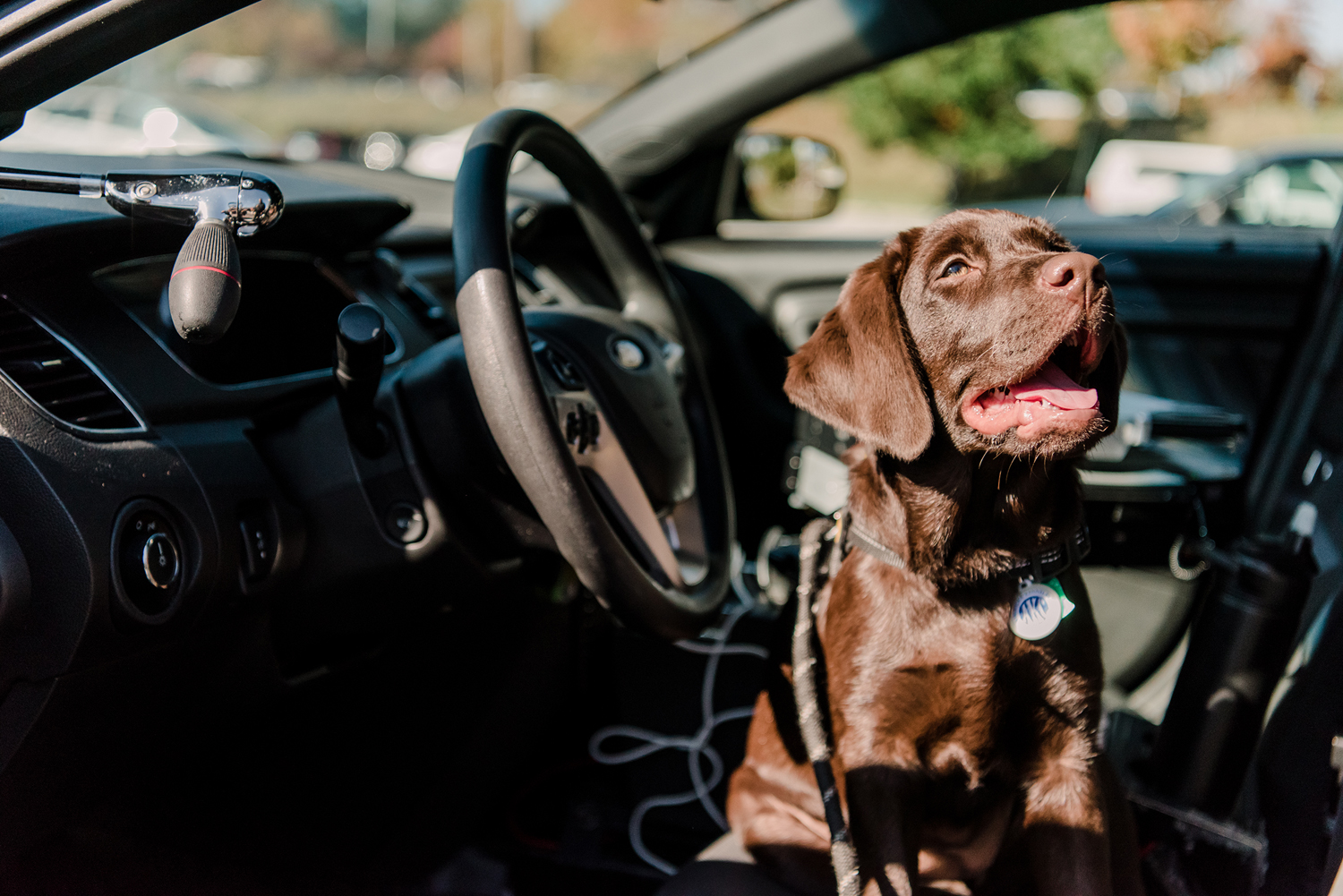 UMBC Police comfort dog Chip sits in the driver's seat of a car