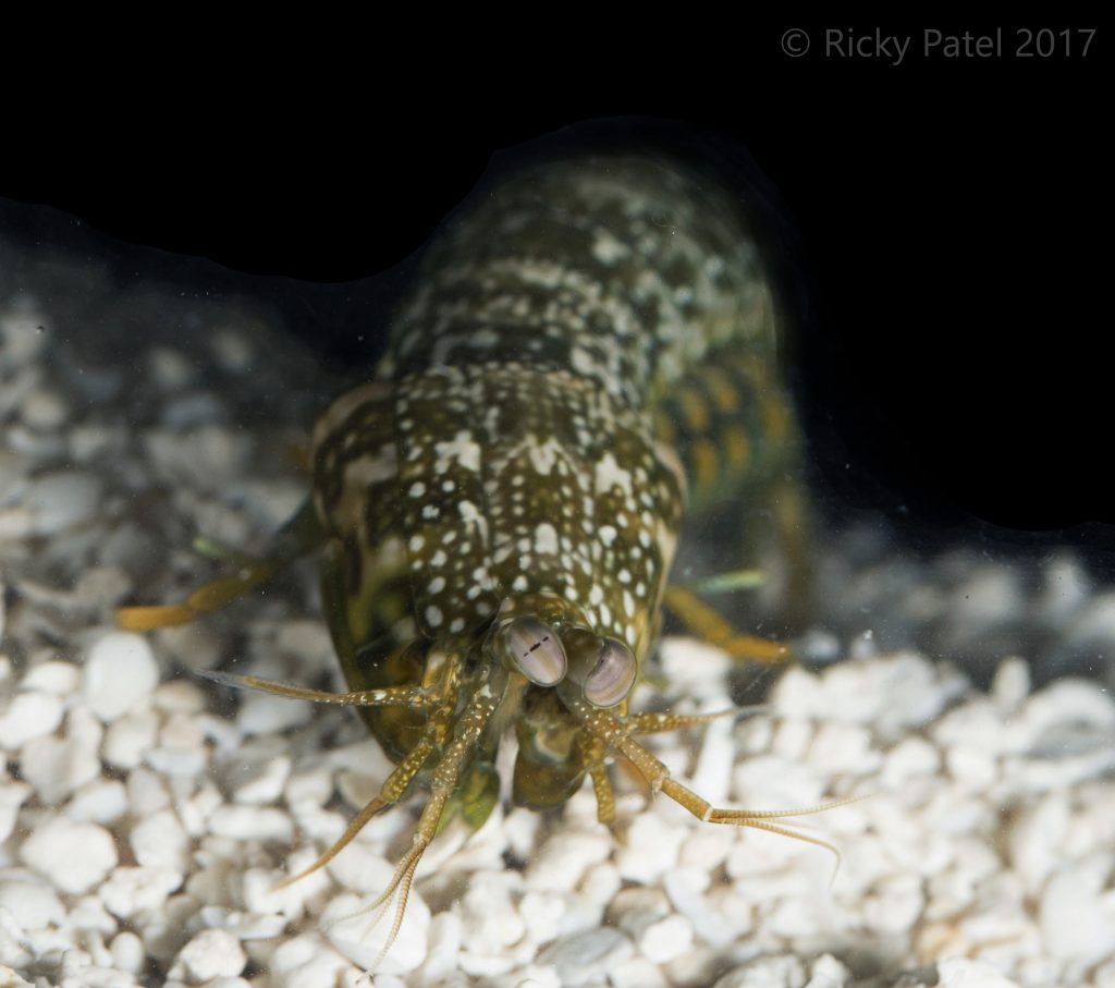 Neogonodactylus oerstedii, the mantis shrimp species that Rickesh Patel used in his study. Photo by Rickesh Patel.