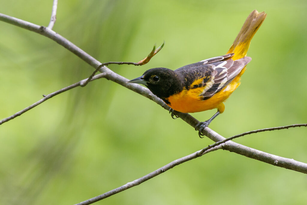 Maryland State Bird – Baltimore Oriole –  – 50states