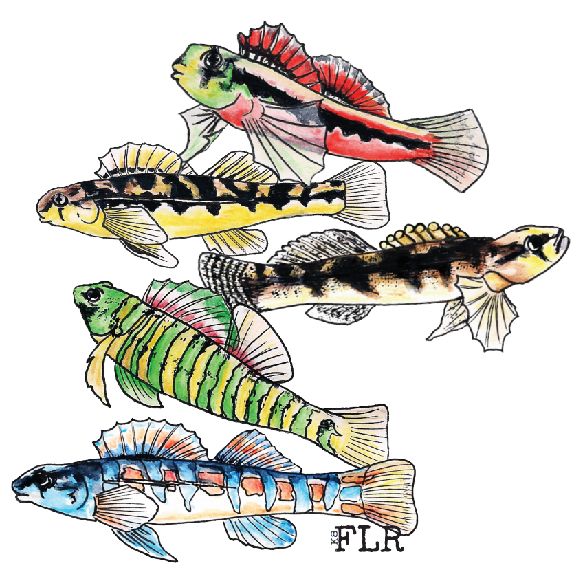 watercolor drawings of five colorful darter fish