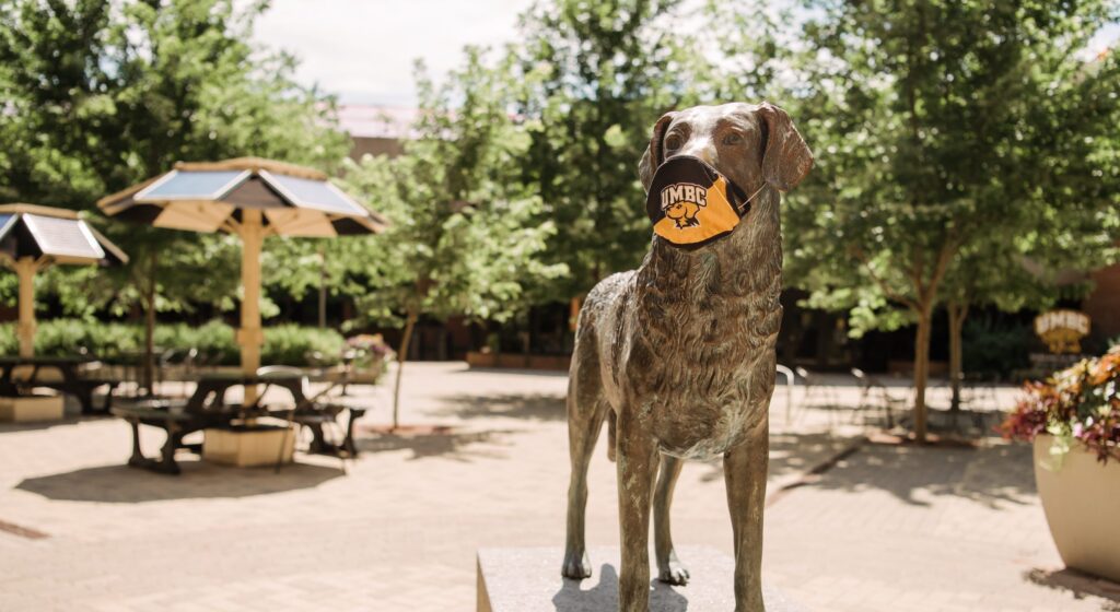 Retriever dog statue wearing face mask that reads "UMBC"