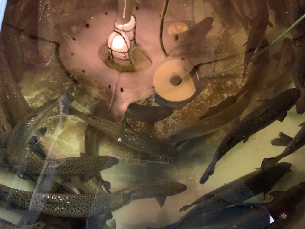 salmon swimming in a tank