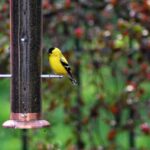 Goldfinch at a backyard birdfeeder