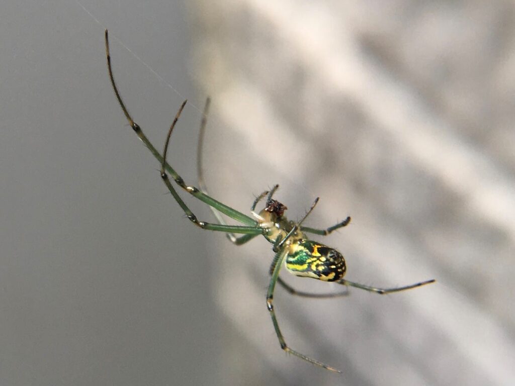 black and green spider 