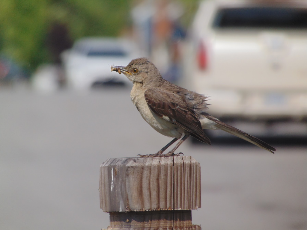 gray and white bird perched on a fence post.