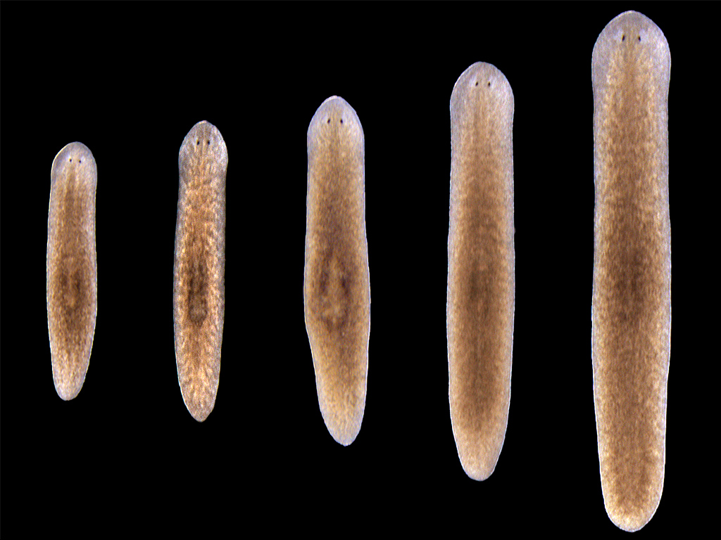 Five flatworms of all sizes lined up