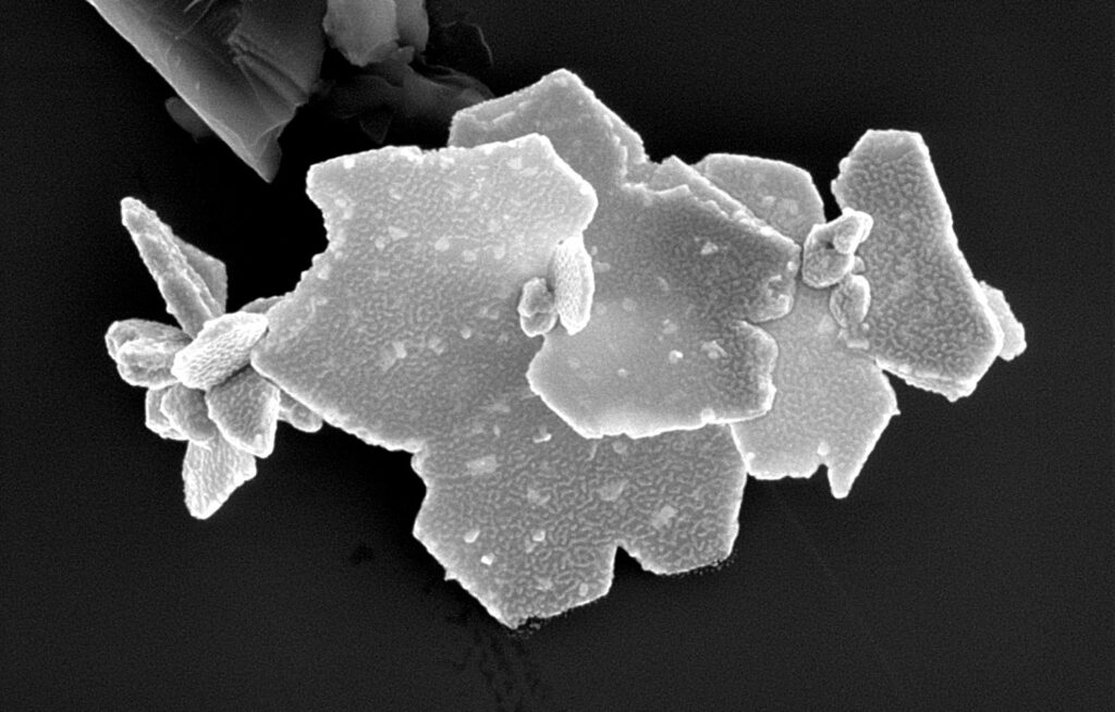 Grayscale microscope image