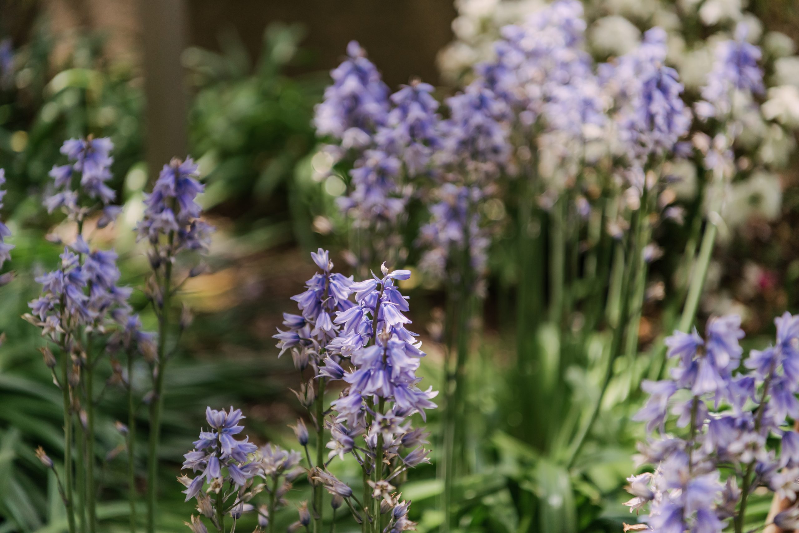 purple flowers