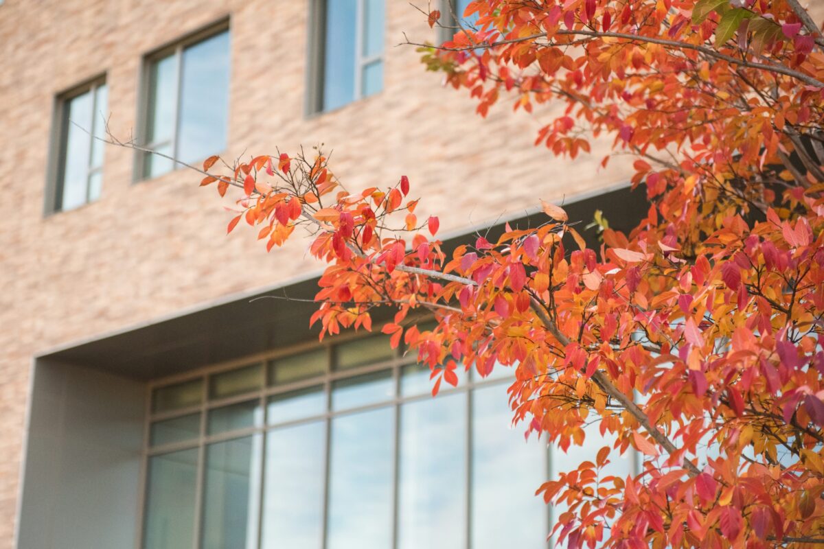 red leaves on a tree in front of a brick building