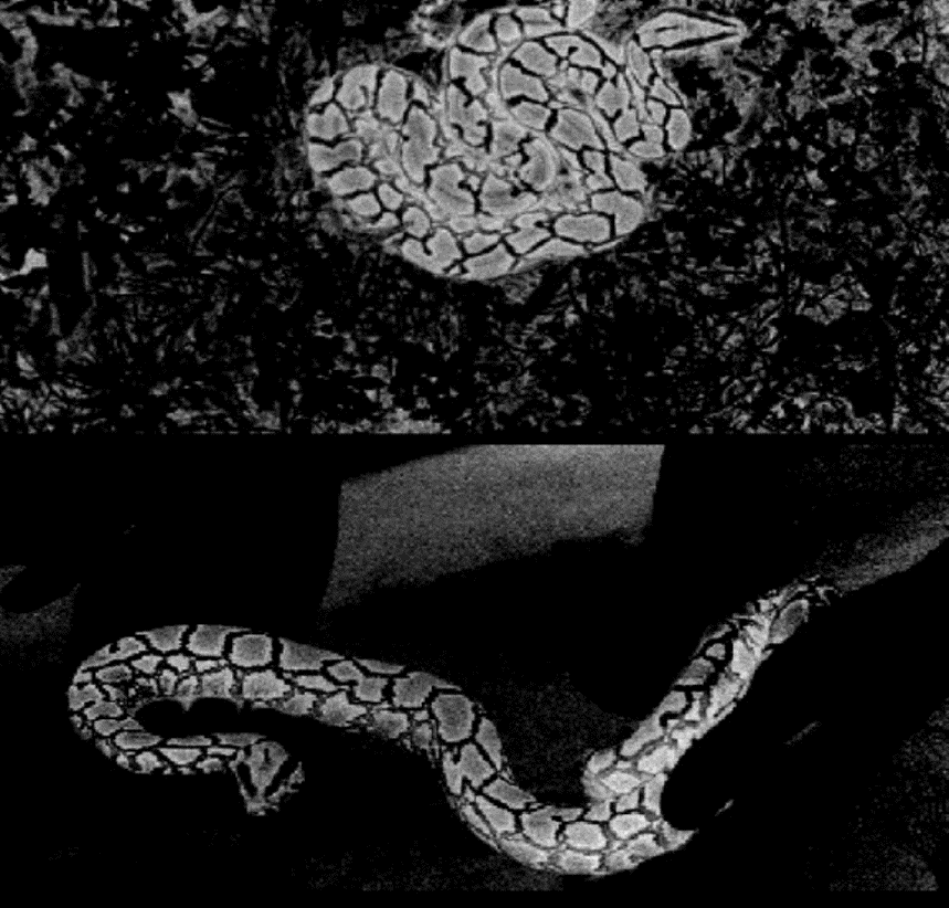 Python in black and white 