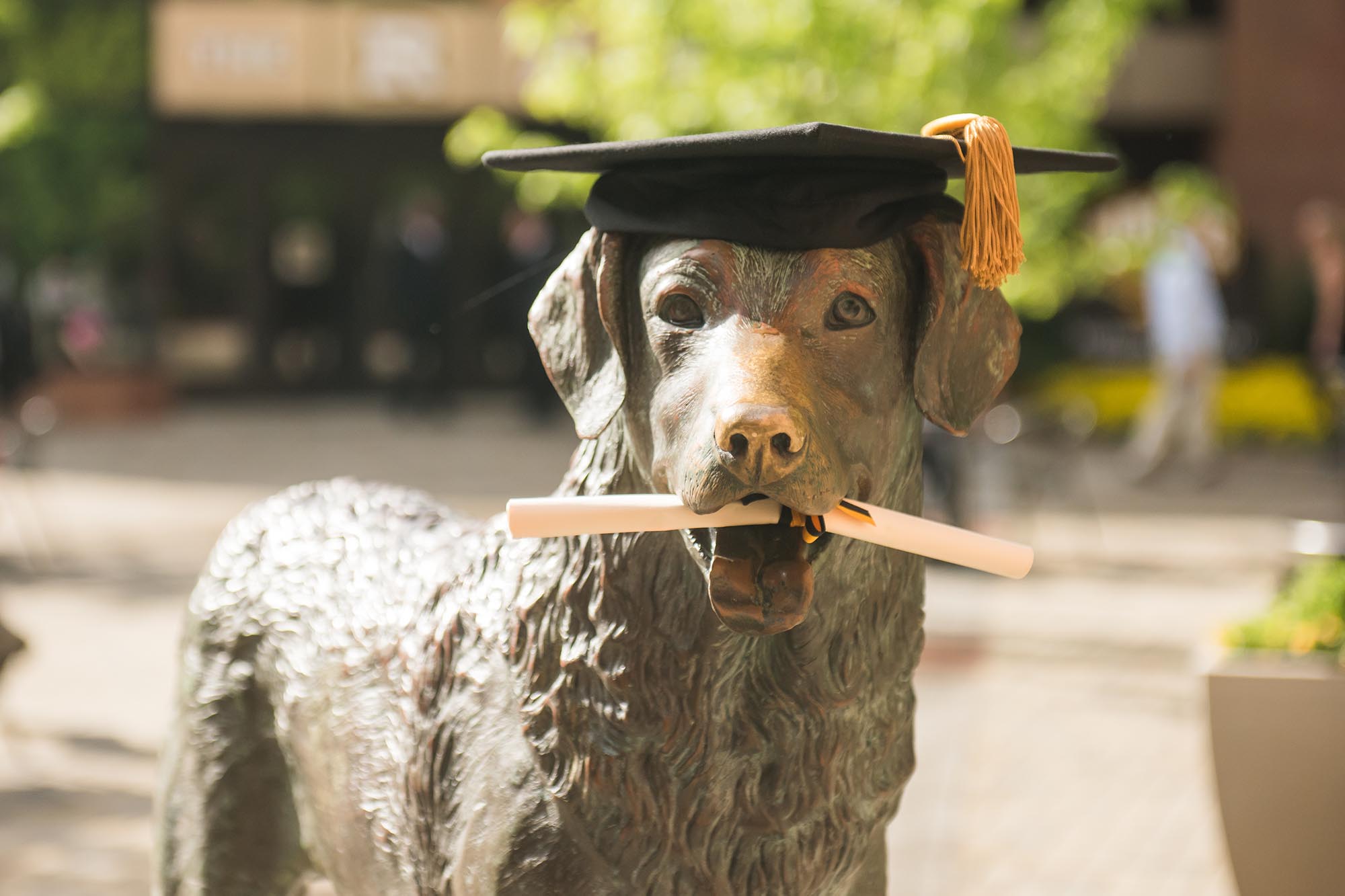 UMBC's Mascot is a Chesapeake Bay Retriever named True Grit. Here is a statue of him, wearing a graduation cap and diploma.