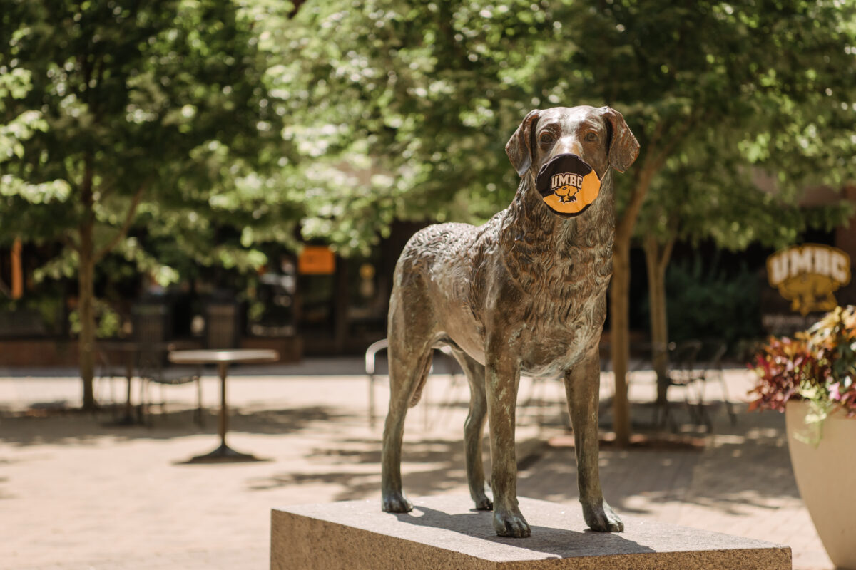UMBC's mascot is a Chesapeake Bay Retriever named True Grit. This is a statue of him wearing a UMBC mask.
