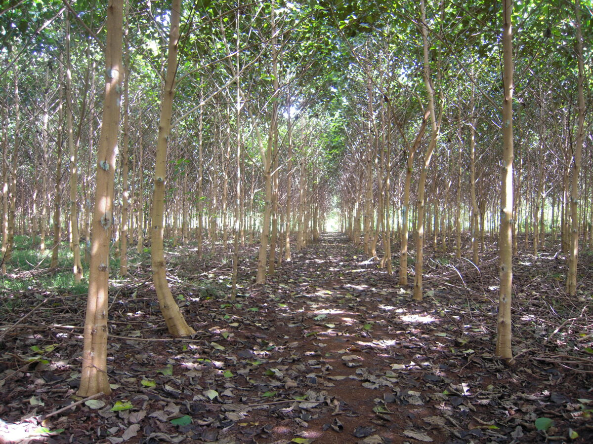 young trees planted in rows shade the forest floor