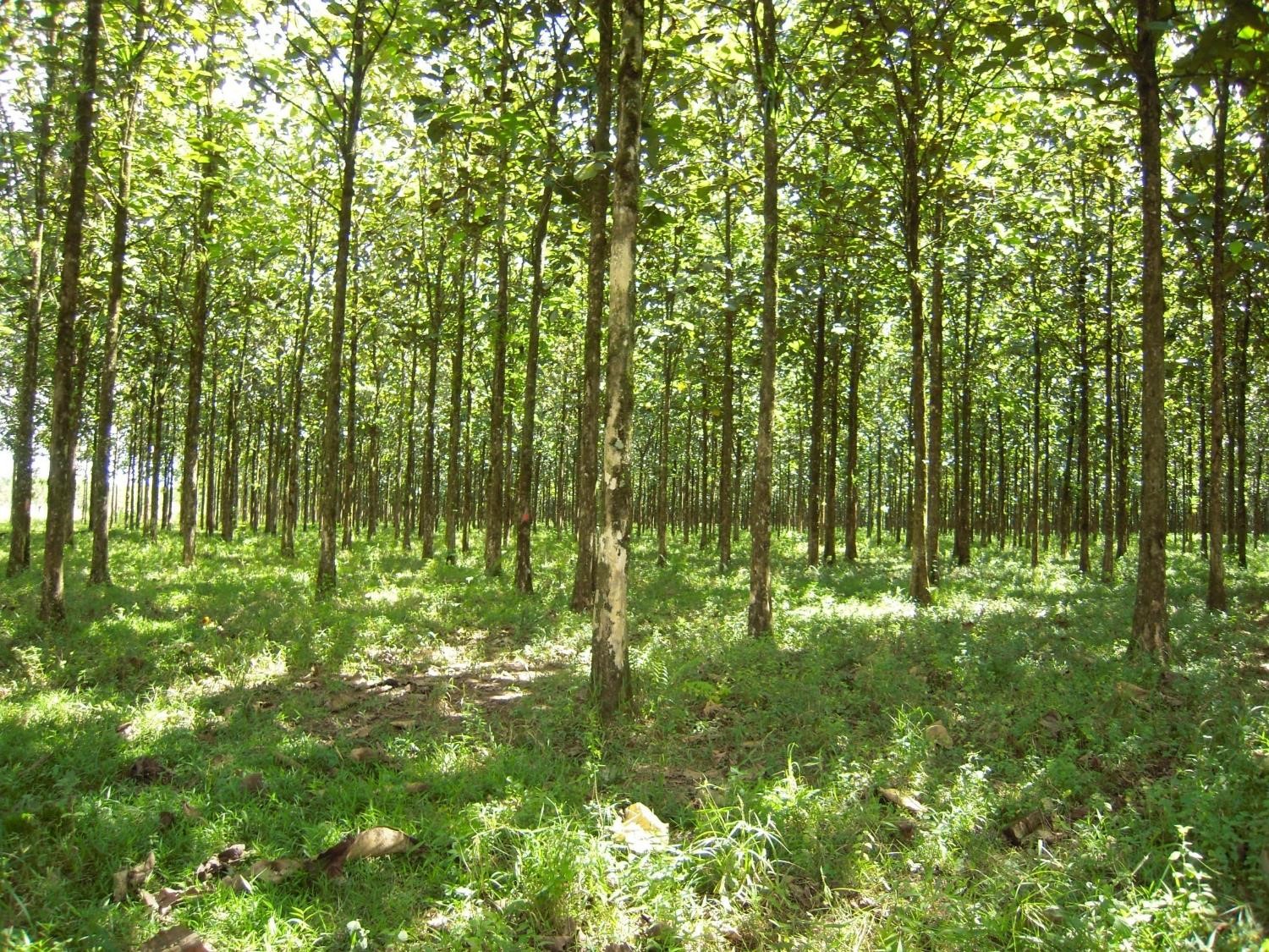 young trees planted in rows shade the forest floor