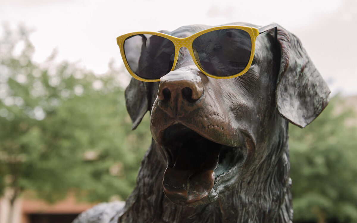 Statue of UMBC's Chesapeake Bay Retriever mascot, wearing gold sunglasses. HIs name is True Grit.