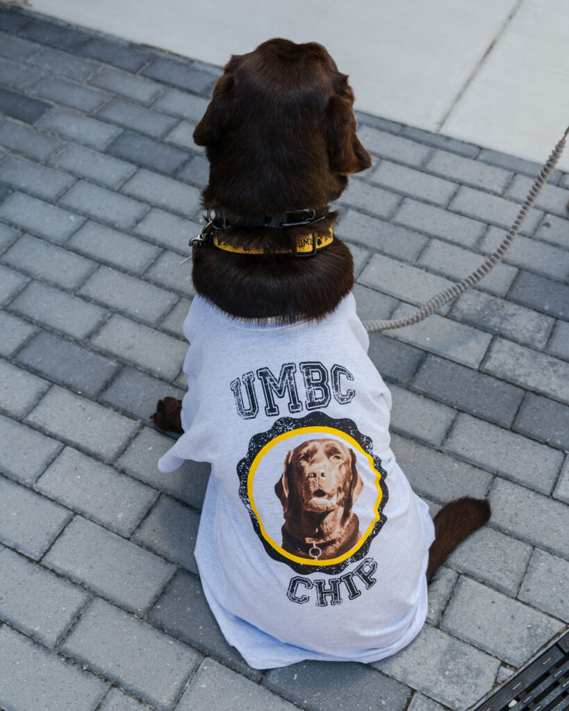 Rear view of chocolate lab dog sitting down wearing a shirt with her face on it "UMBC Chip"