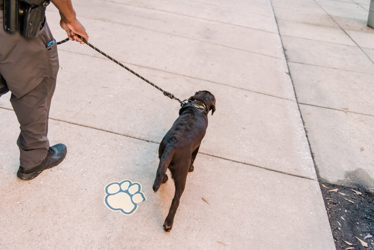 Chocolate lab dog walking with UMBC police officer, Sgt. Jamie Cheatem.