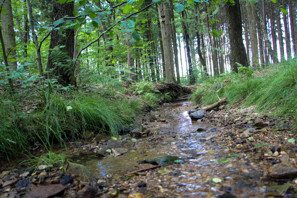 a narrow stream runs through a forest