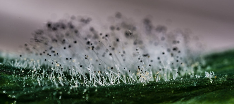 several dozen thin, white, glossy filaments on a black substrate, each with a small round, fuzzy black tip