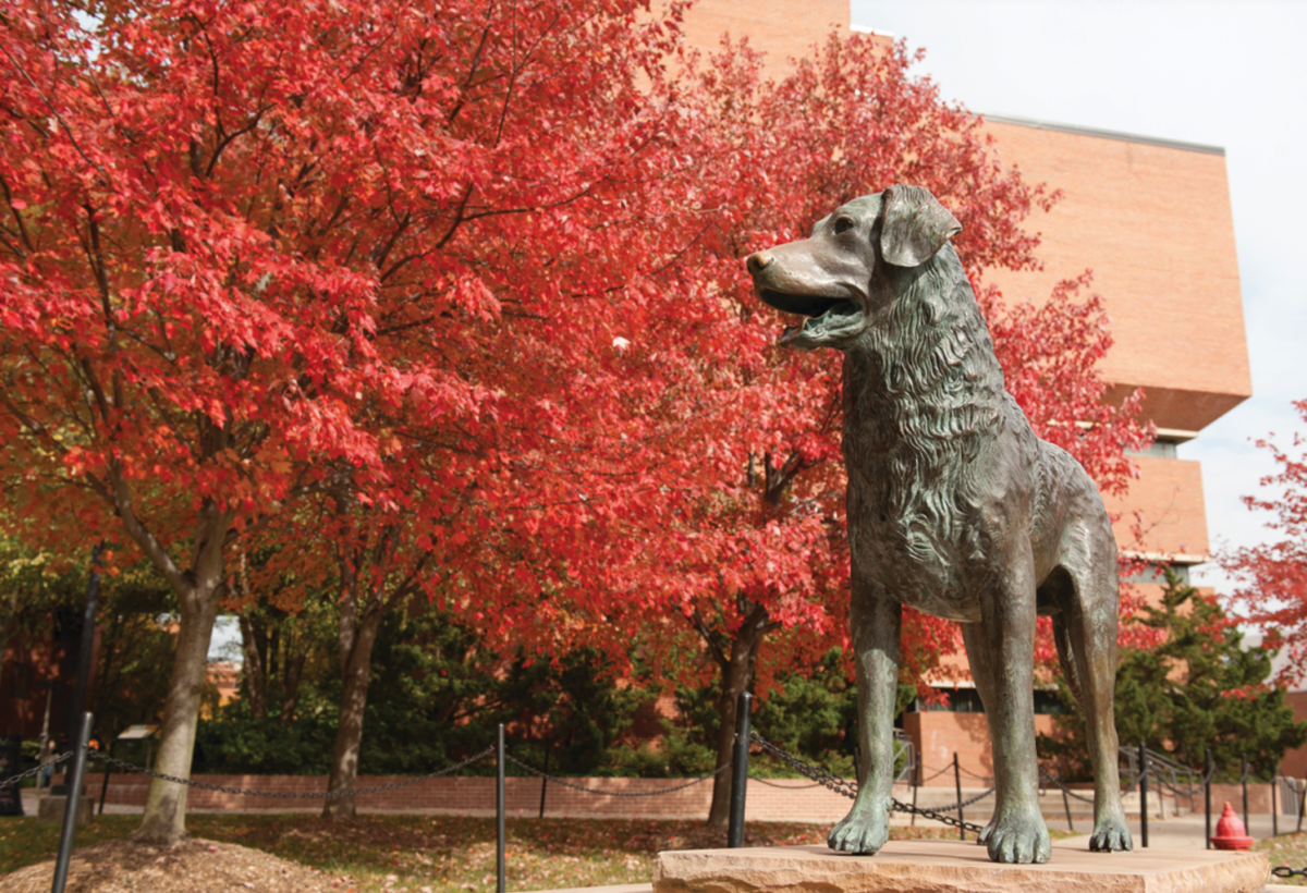 Statue of UMBC's mascot, a Chesapeake Bay Retriever named True Grit, pictured with a tree full of red leaves.