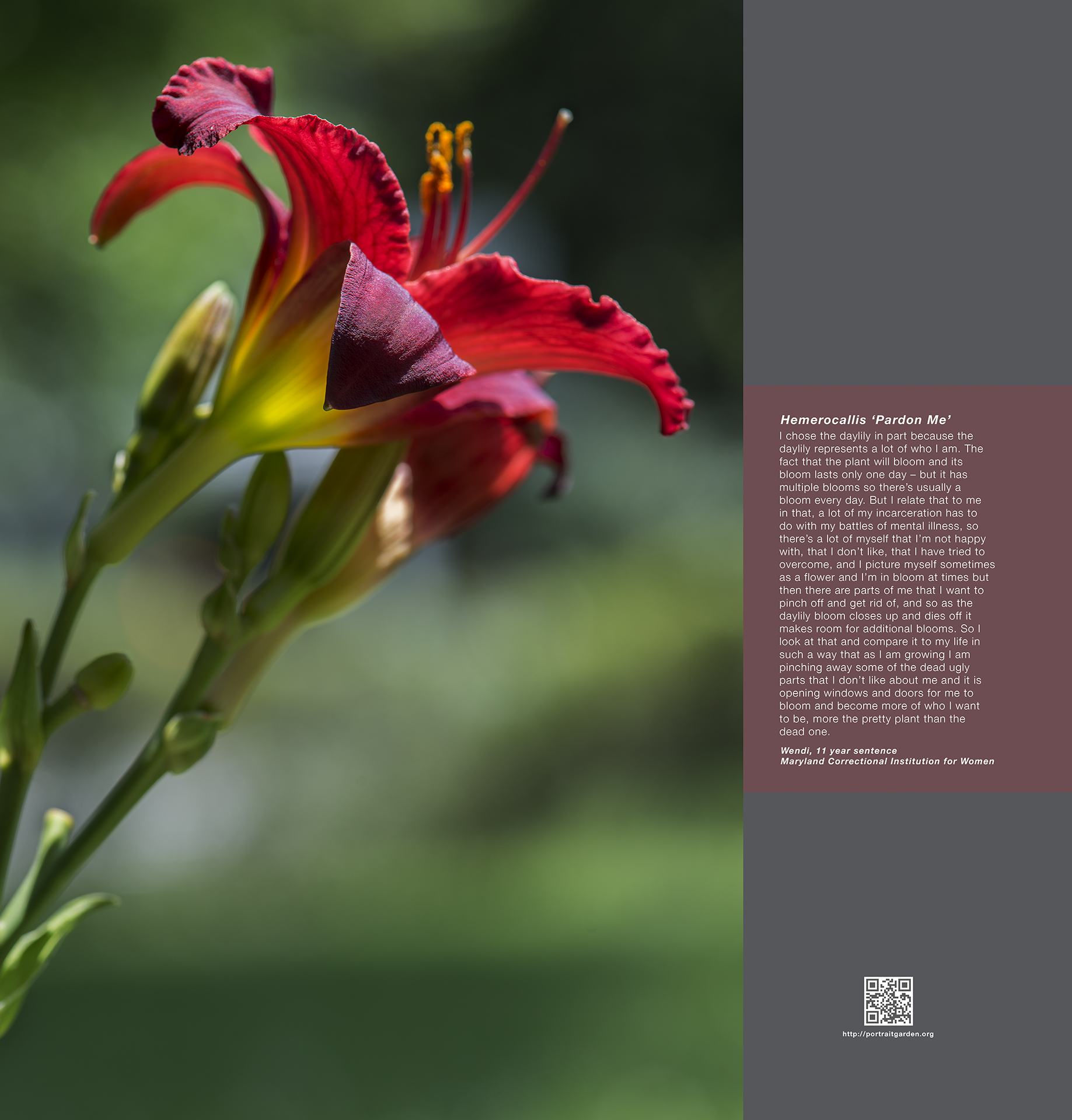 Red day lilies shine in the sun