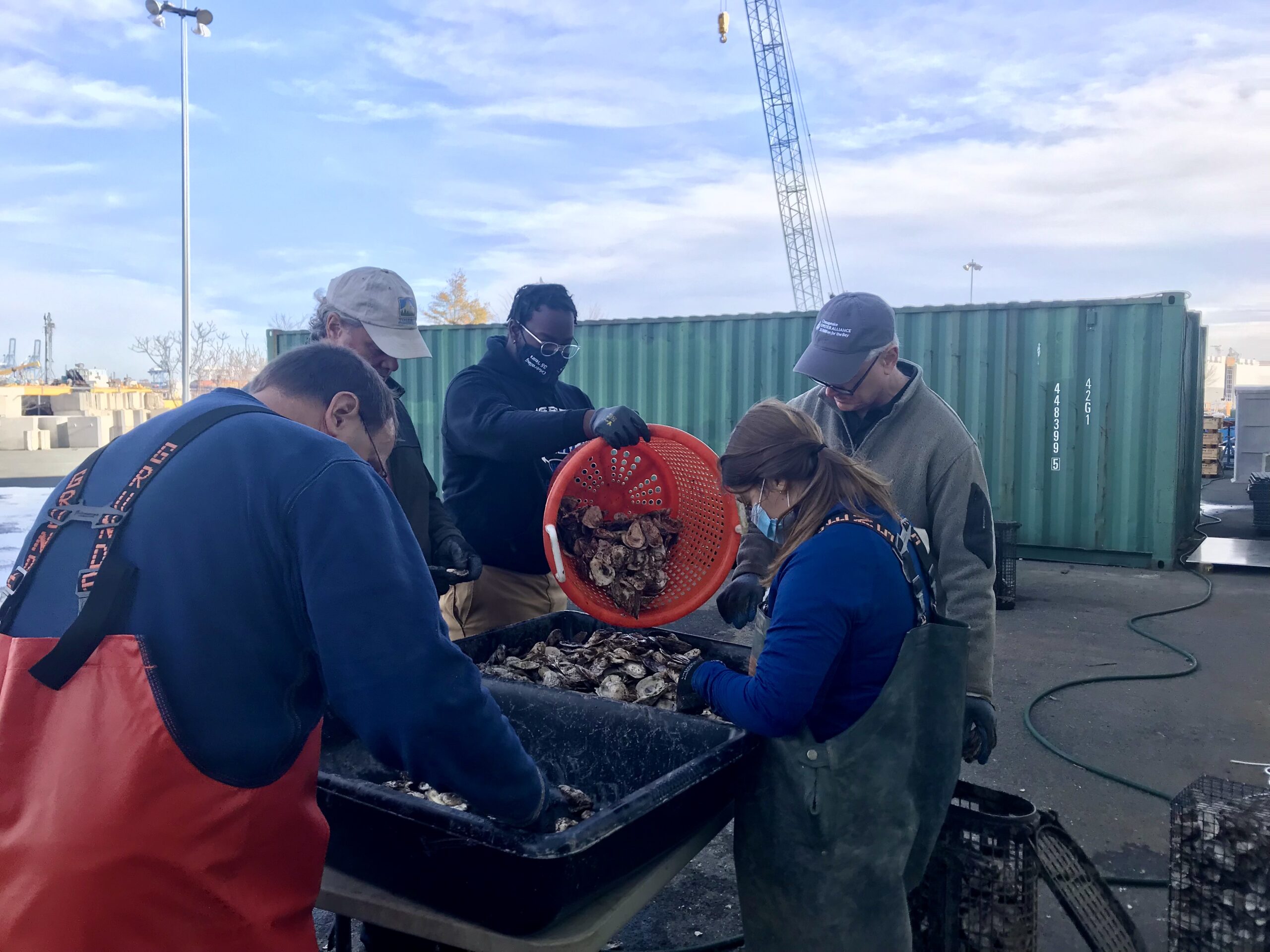 five people around trays containing oysters, one is dumping a bucketful of oysters onto the tray