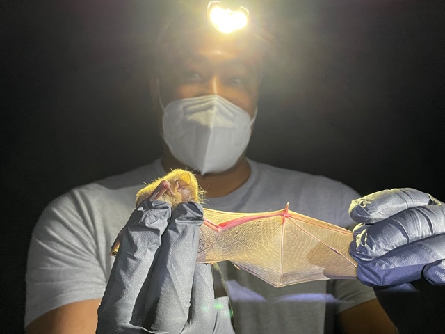 Chris Blume, wearing a headlamp at night and holding a bat with one wing outstretched 