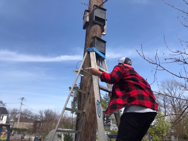 Chris Blume climbs a ladder to inspect his bat boxes attached to a light pole about 15 feet off the ground..