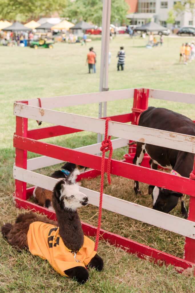 Llama wearing UMBC shirt and cow in pen