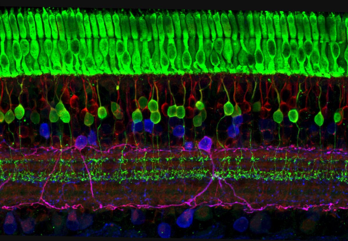 Microscope image. Black background; neon green, tightly packed cylindrical-looking cells at the top, with more sparse layers of red, blue, purple, and green cells below.