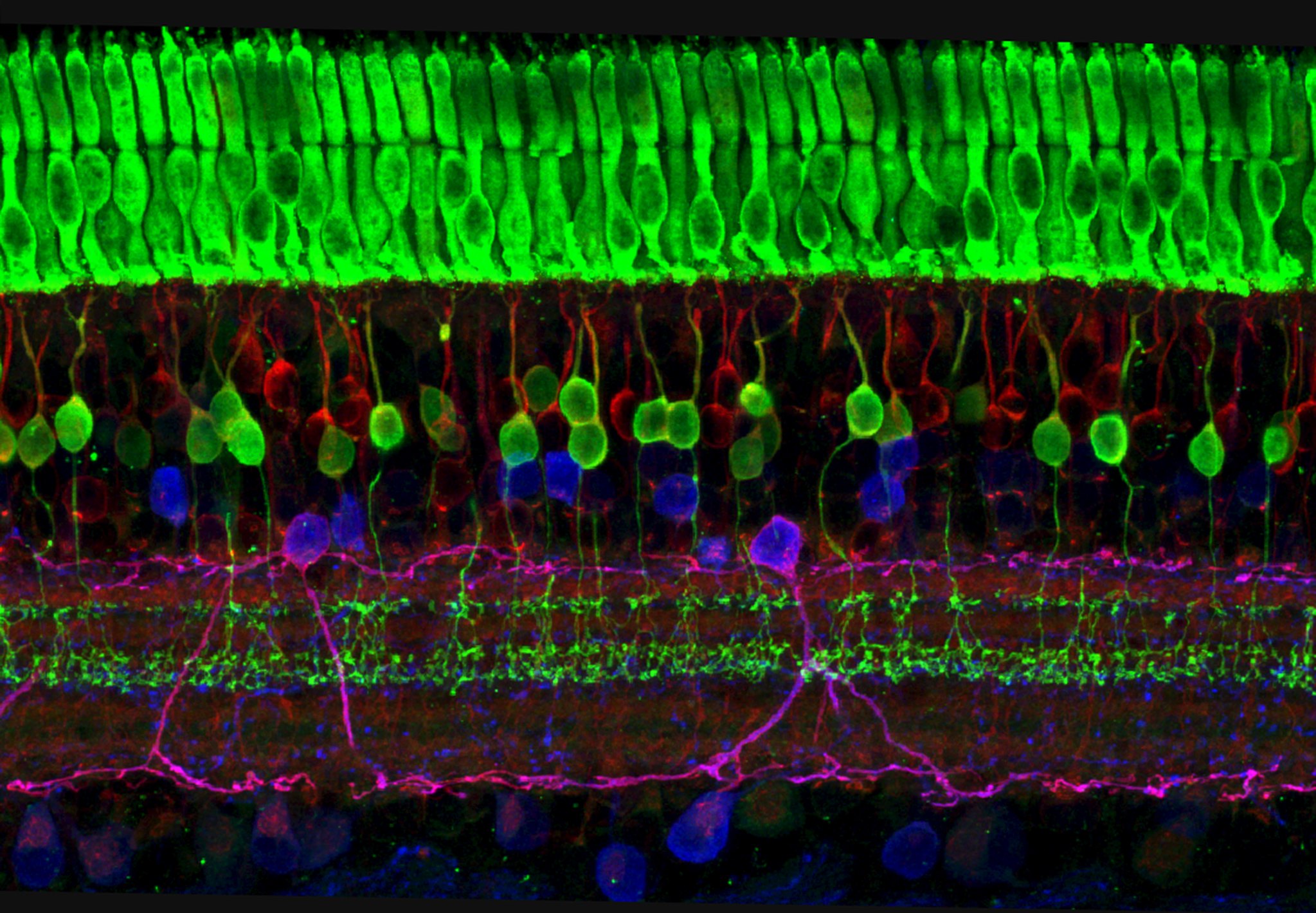 Microscope image. Black background; neon green, tightly packed cylindrical-looking cells at the top, with more sparse layers of red, blue, purple, and green cells below.