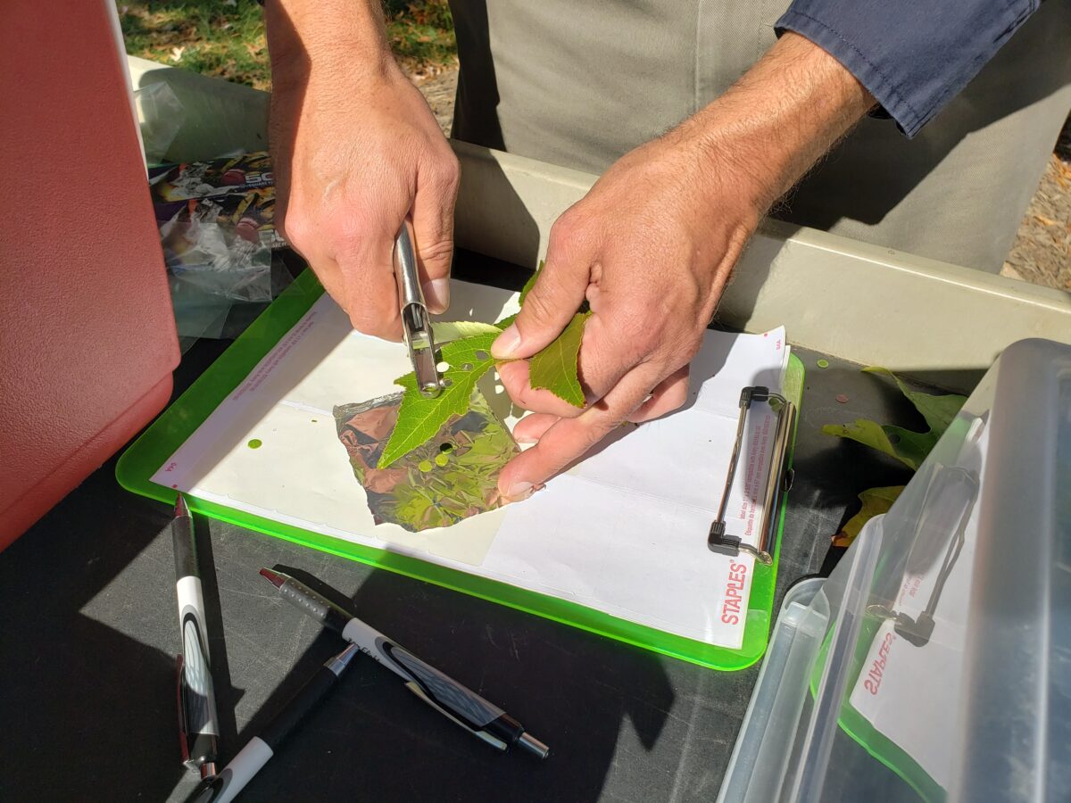 Close-up of a pair of hands using a hole-puncher to cut circles out of a leaf over a clipboard.