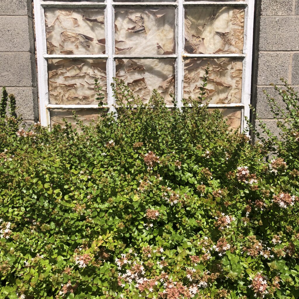 Window of a vacant building interacting with a bush near the Hereford Branch of the Baltimore County Public Library