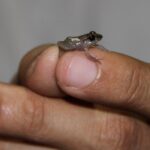 A coquí frog sitting on top of a person's index and thumb fingers
