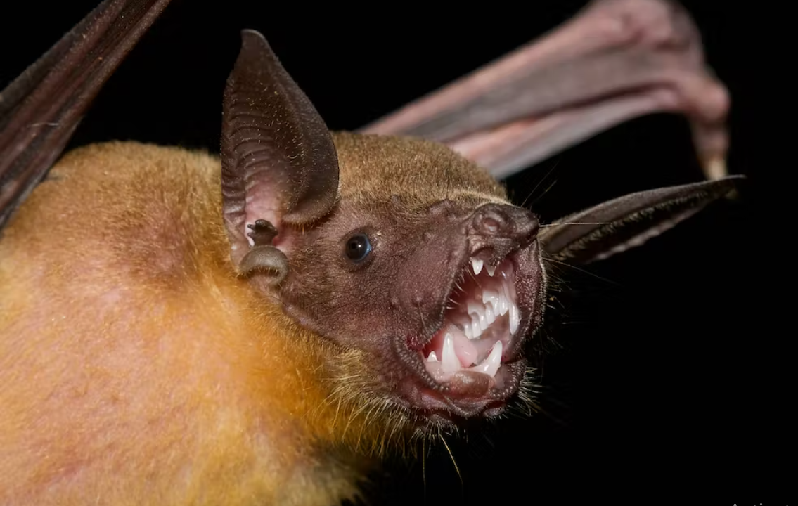 A greater bulldog bat with its mouth open while its ears are extended. 