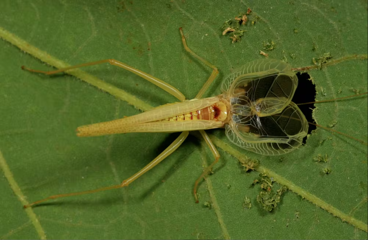 A two-spotted tree cricket chewing a hole in a leaf just the right size for its fore wings.